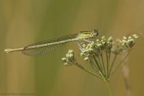 Blaue Federlibelle